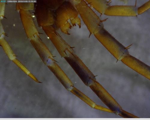 Réf. 242 990 : Lithobius melanops